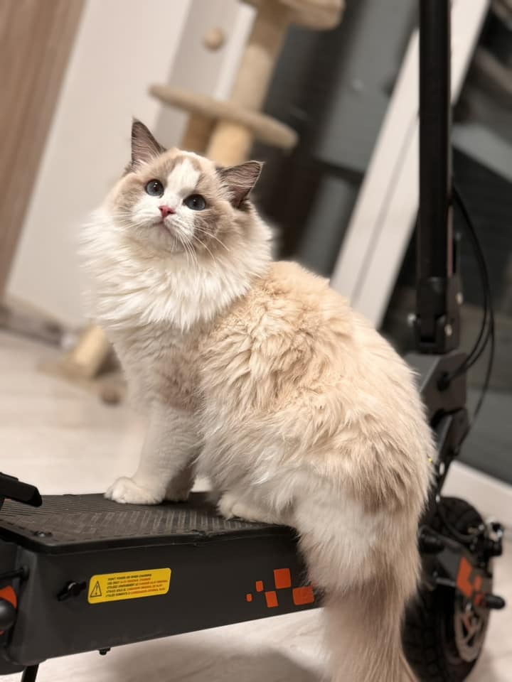 /images/Galeria/Ragdoll Rajongók Rezidenciája/16 Borbála Szenftner - Fluffy.jpg
